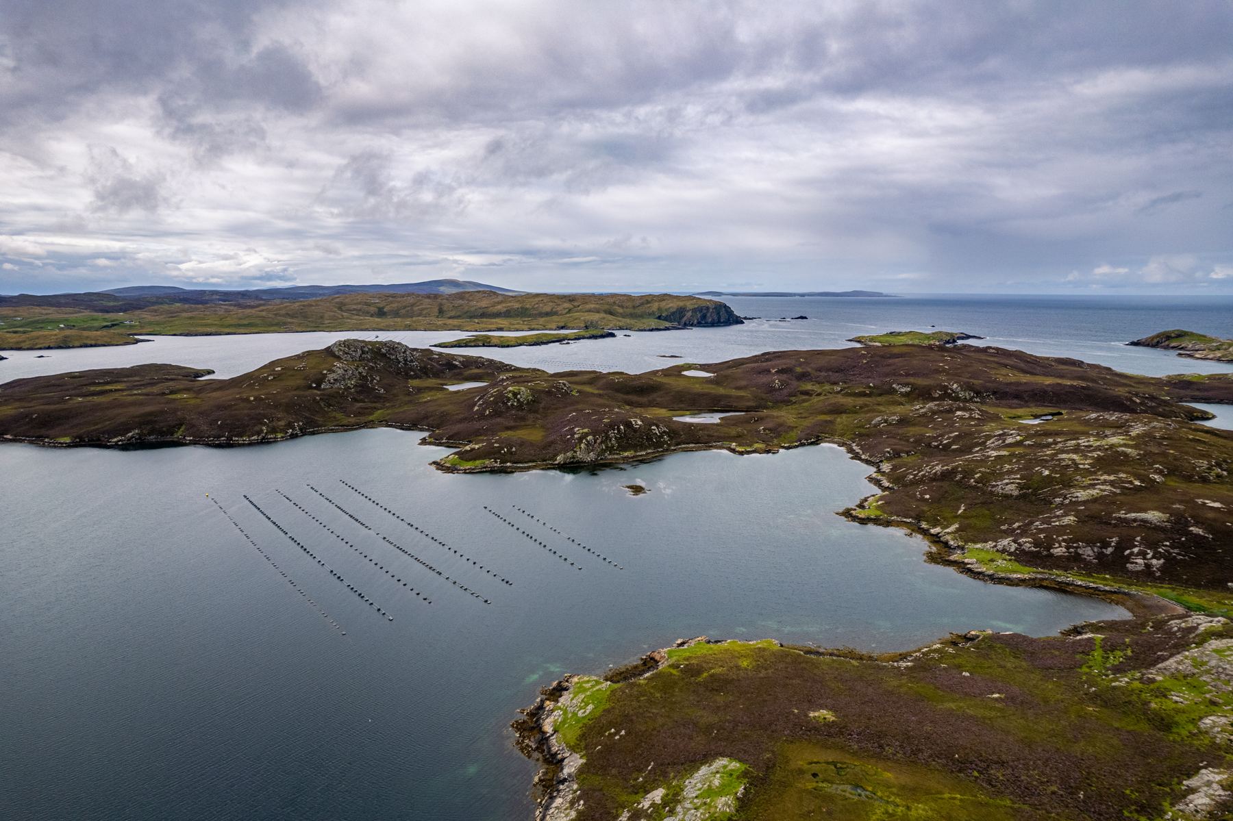 Mussel longlines lying in a sheltered Shetland voe, seen from the air